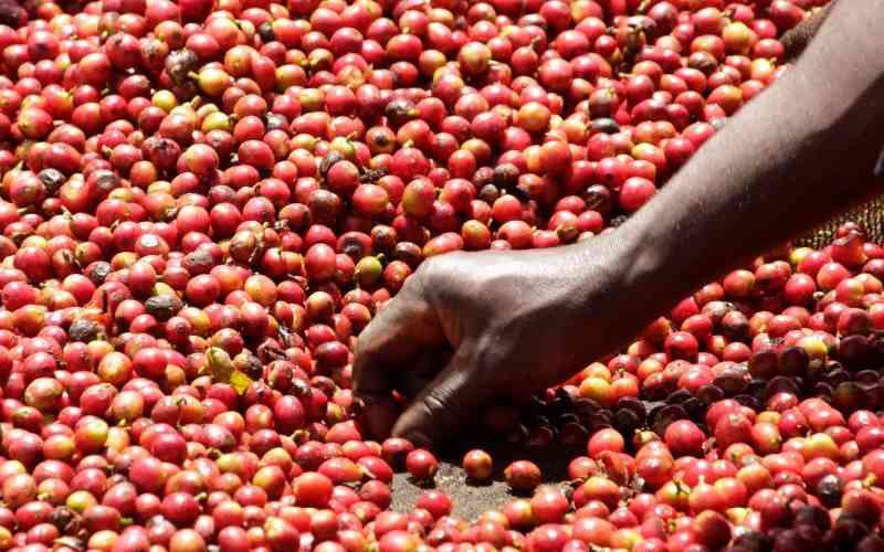 Wamuchomba urges state to set up anti-coffee theft police unit