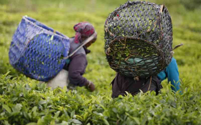 Legal battle brews over new tea levy, directorship