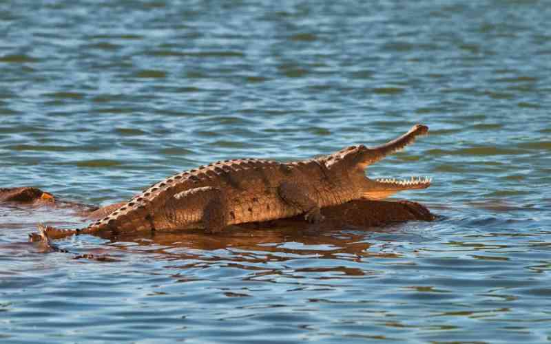 Fitzroy River confirmed as 2032 Olympic rowing and canoeing venue