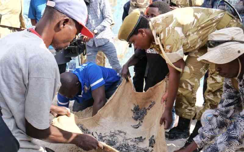 Conservation  groups raise alarm over killing of endangered sea turtles