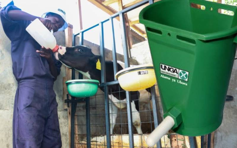 Early calf nutrition: The milk replacer feeding