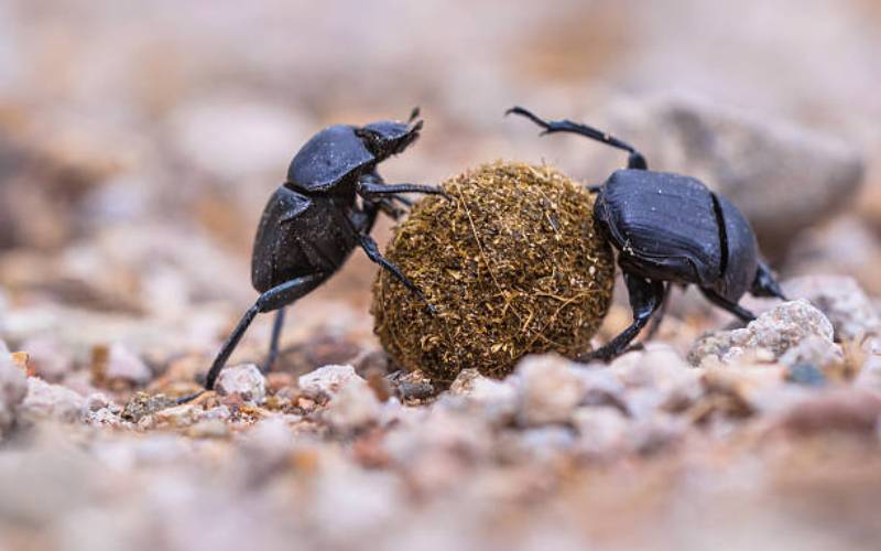 Fun facts about Dung Beetles