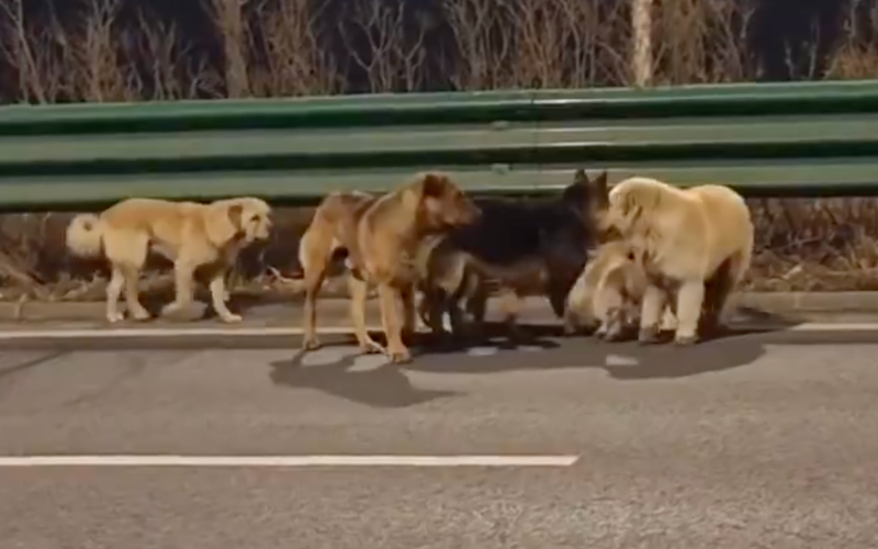 Shock as seven stolen dogs escape from meat truck, walk 17 km home together