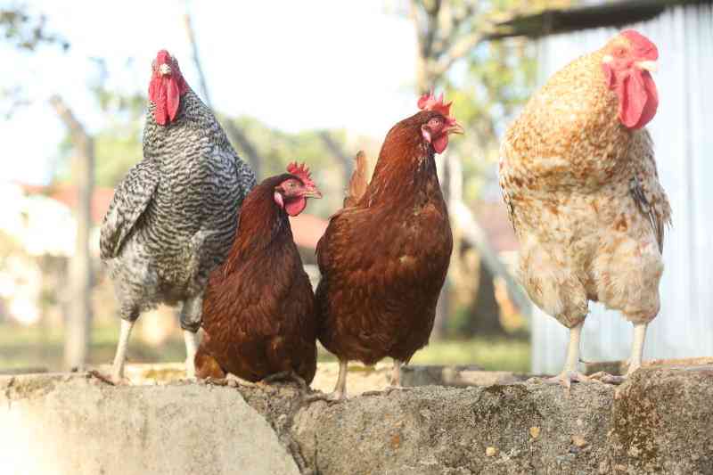 Benefits of probiotics in overall health of poultry