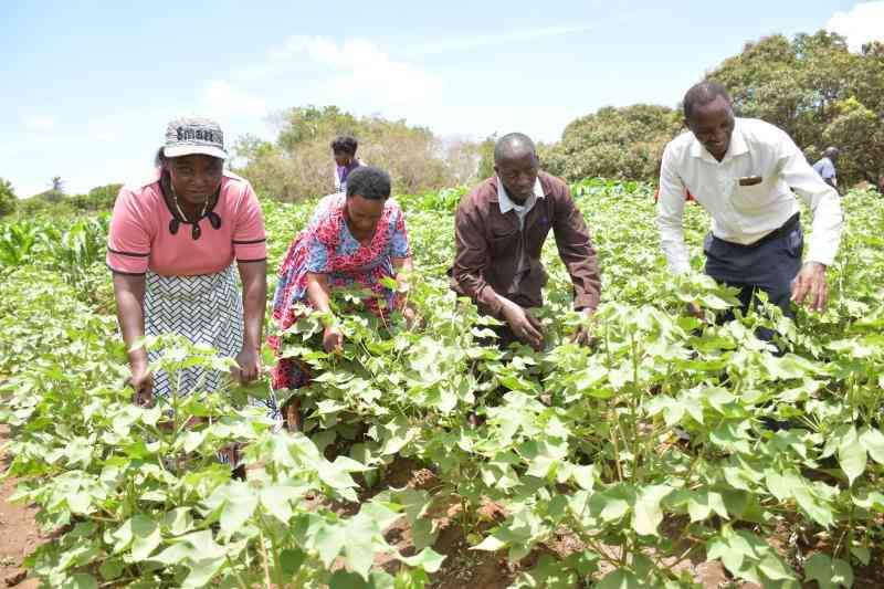 Lamu's Bt cotton thrives, rekindling old and almost forgotten love