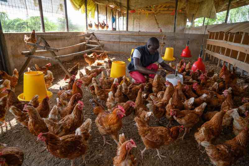 How ventilation can improve poultry health