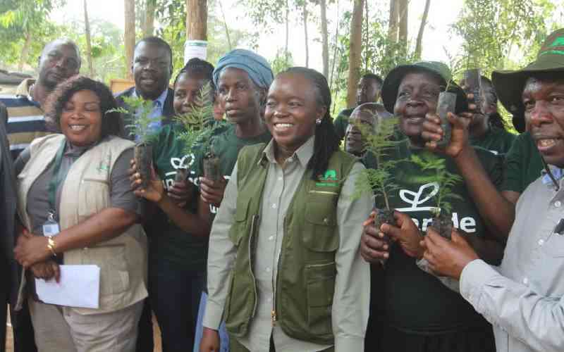 State plans to grow forest sector by Sh137 billion