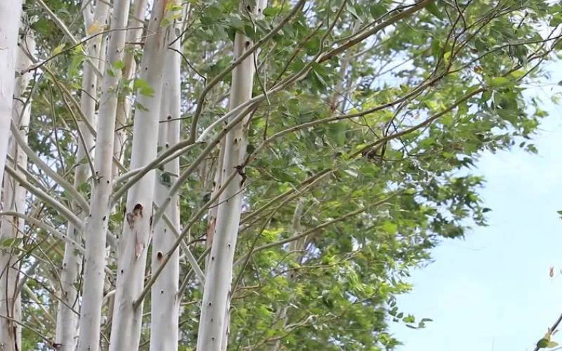 The good, bad and ugly of towering eucalyptus