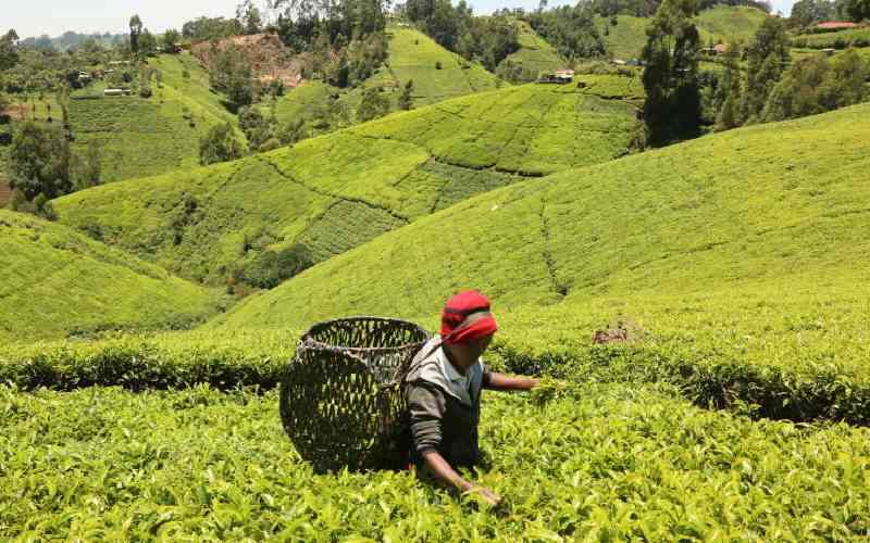 Kipsigis community demands return of land leased to tea companies