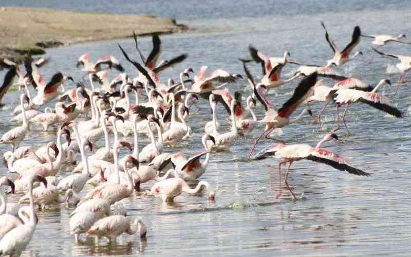 Migratory species at risk as population declines