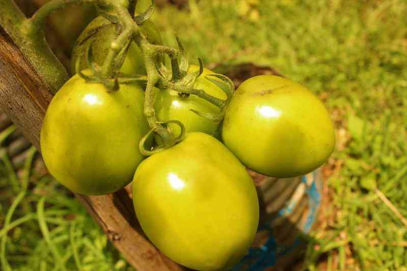 A beginner's guide to growing tomatoes