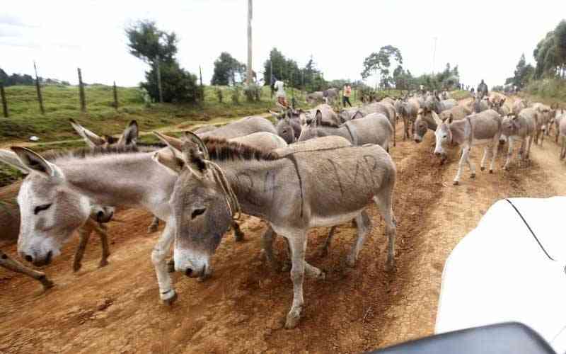 Inside Kenya's deadly donkey skin trade fuelled by global demand