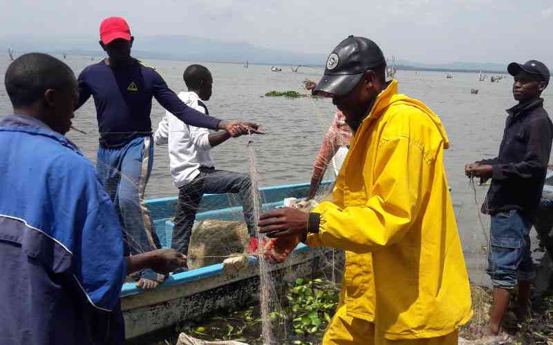 Why KMFRI want to restore papyrus weed around Lake Naivasha
