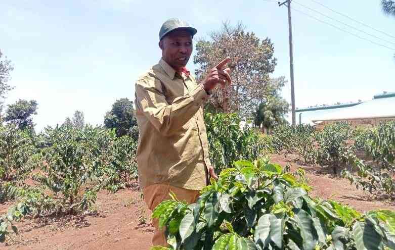 Meru coffee farmers embrace SL28 as efforts to lure youth to farming intensify