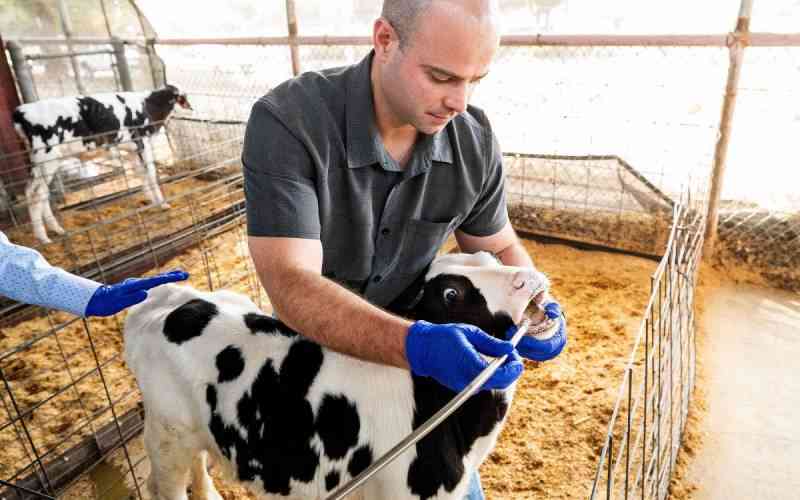 Scientists seek miracle pill to stop methane cow burps