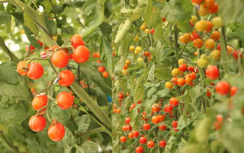 How to mint cash from farming Cherry tomato