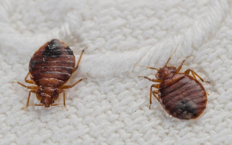 France denies reports of bedbugs on trains
