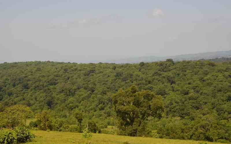 Kibabii University, communities partner to regenerate and conserve Mt. Elgon Forest
