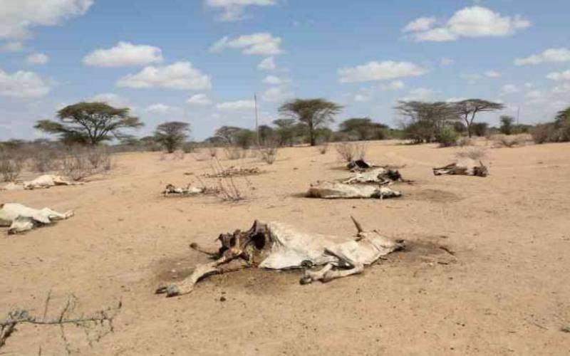 Farmers watch in despair as ASAL area's food basket dries up