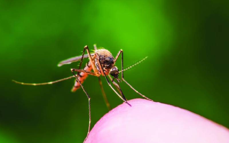 How one father is leading Kenya's malaria fight