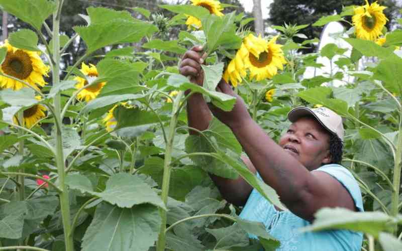 How to grow and reap big from sunflowers farming