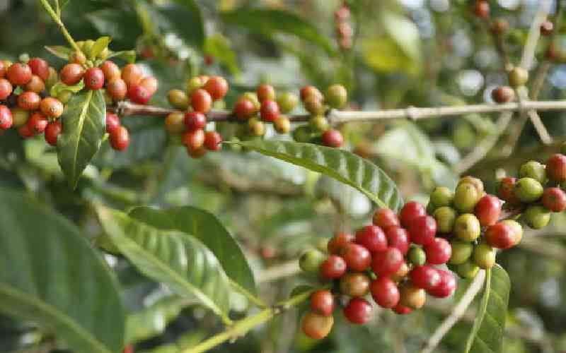 Coffee quality, not brokers determine how much money farmers get