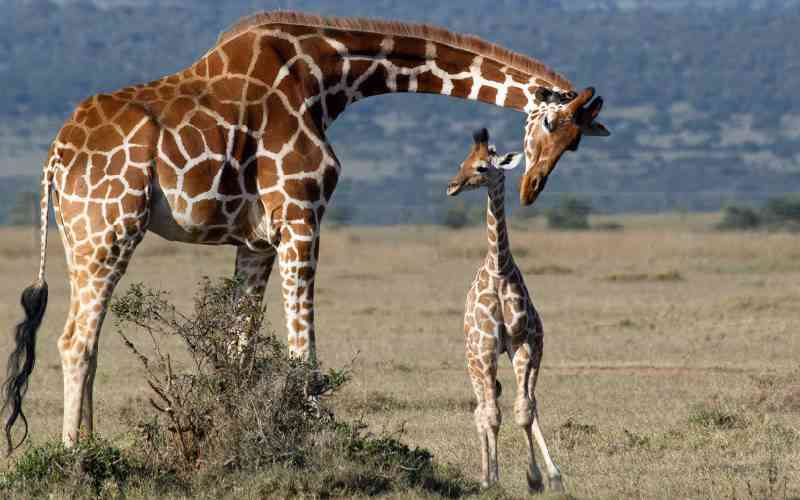 Giraffe subspecies inbreeding themselves to extinction