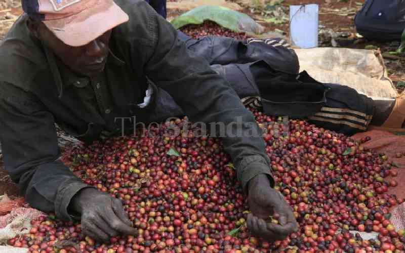 Coffee milling machine revives fortunes