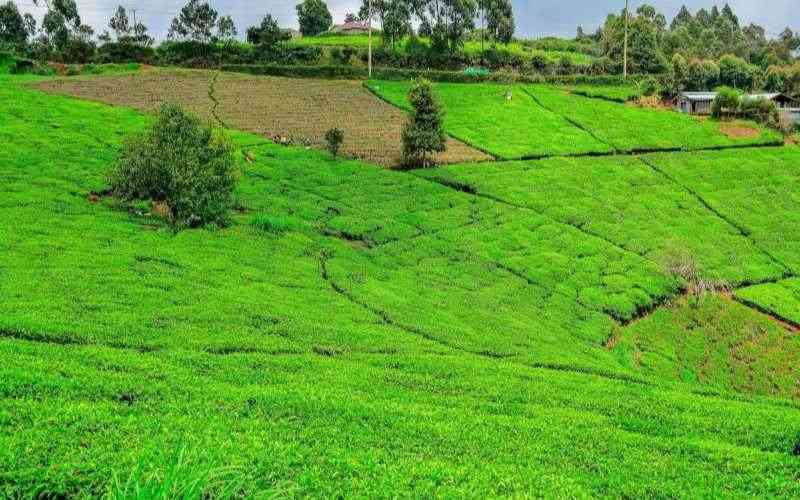 Tea factory bosses warn new law for sector to hurt farmers