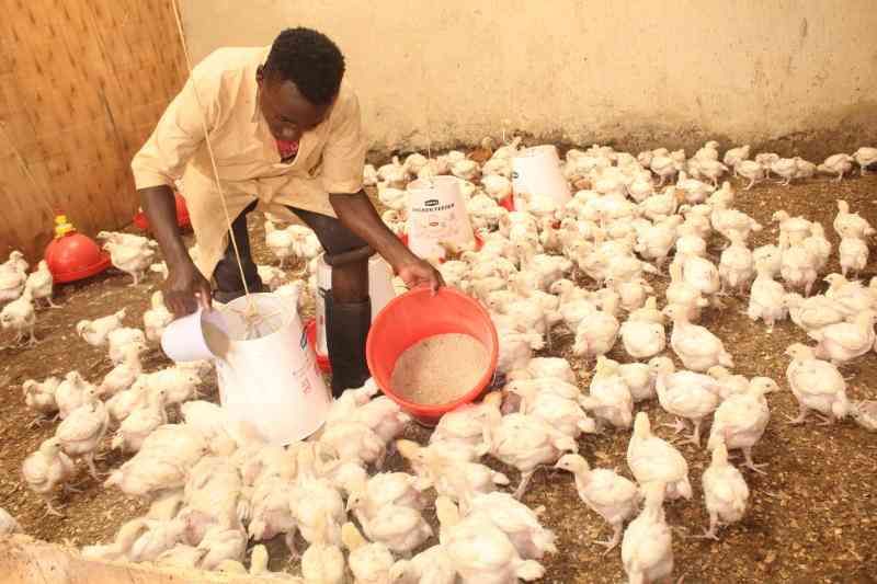 Six tips to get broilers of uniform size