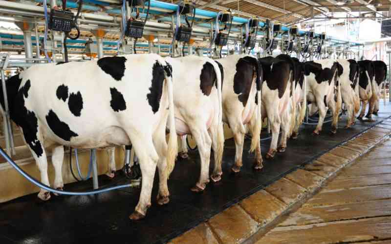 Strategy for farmers to boost milk yields