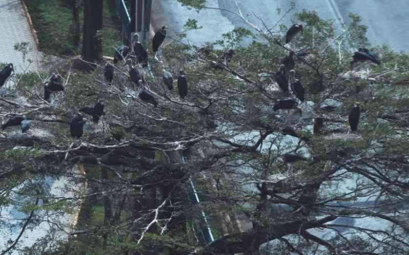 City Hall can be sued for pruning trees, disturbing marabou storks