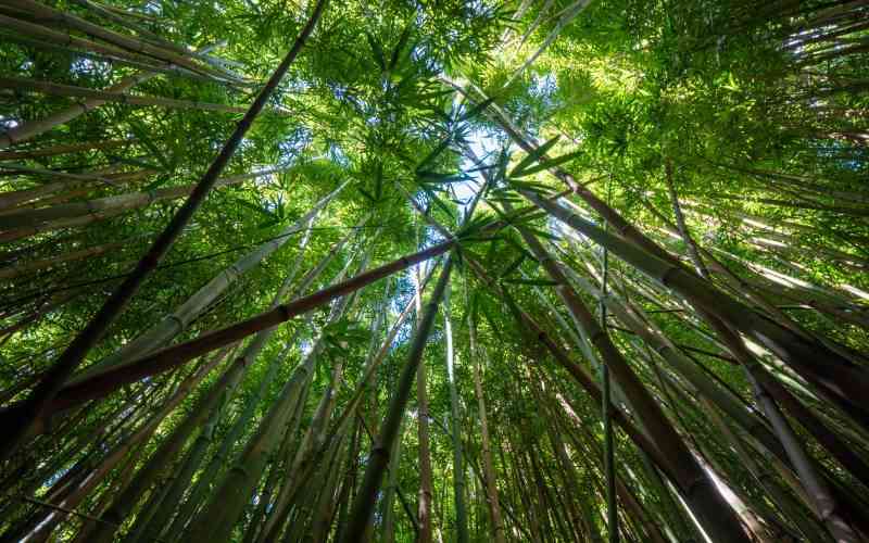 Bamboo for profits: The things you need to know
