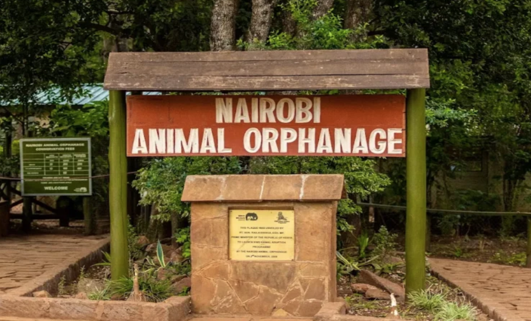 KWS dismisses forest destruction claims in Nairobi National Park