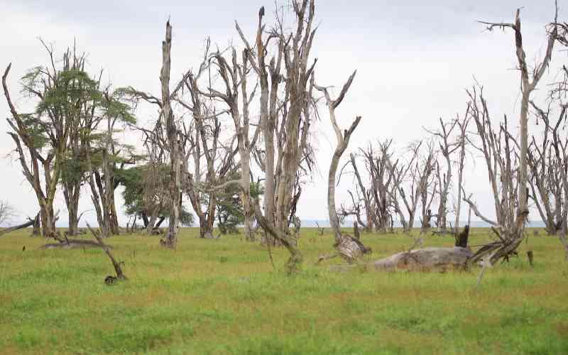 Fund to scale up climate and nature business in Africa