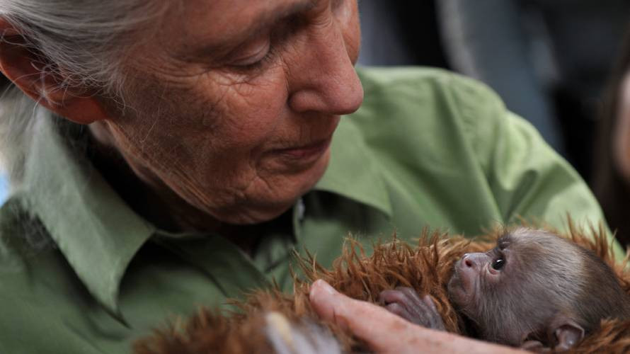 Renowned British chimpanzee expert Jane Goodall dies at 91