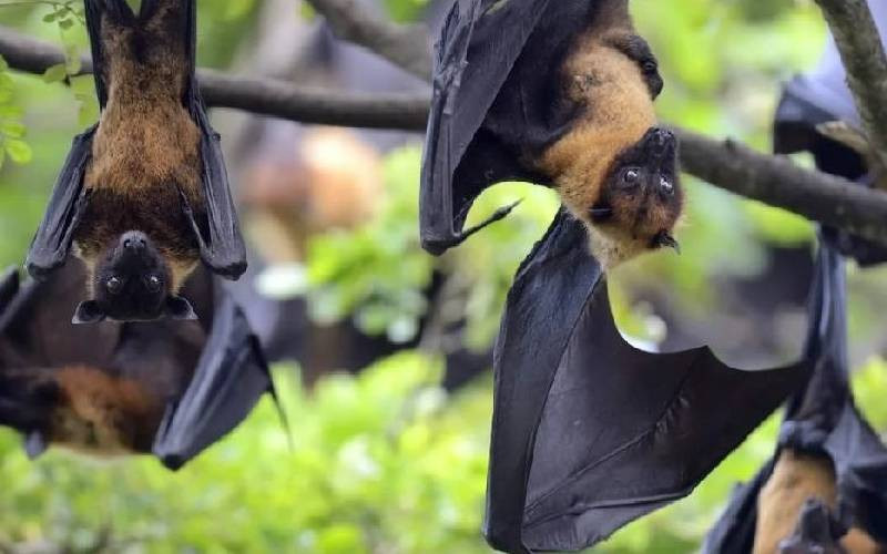 Explainer: Nipah virus: What is it?