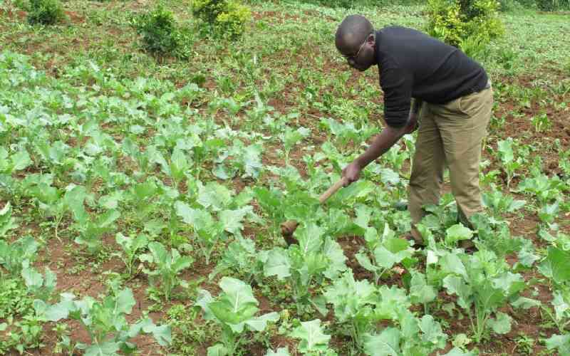 Africa must invest in youth for a climate resilient food system