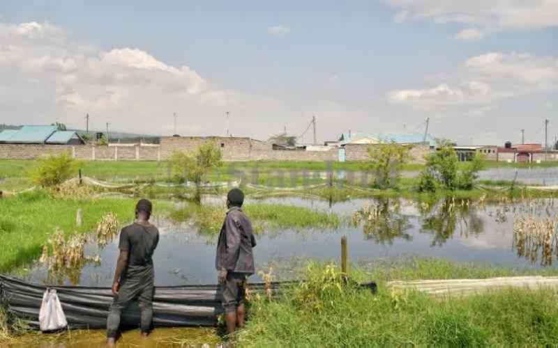 Rising Lake Naivasha water levels displace wildlife