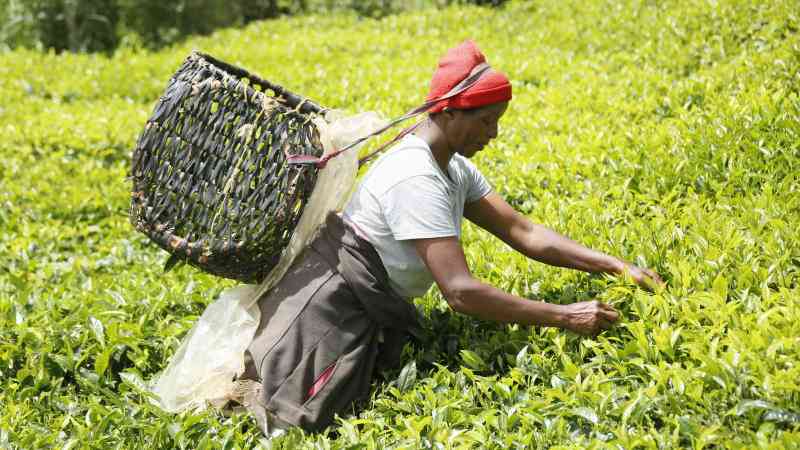 Gender Equality and Sustainable Development in the Tea Sector