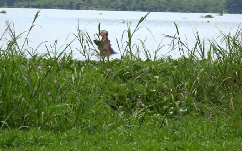 Nine year-old-girl, mauled to death by hippo in Kilifi