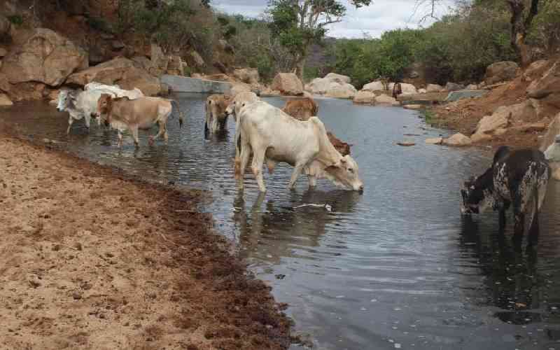 Why restoration of Kenya's arid regions is gaining new impetus