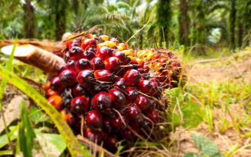State mulls palm tree farming to tame cooking oil prices
