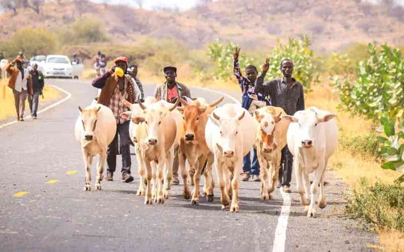 Cattle rustling victims allege foul play in restocking exercise