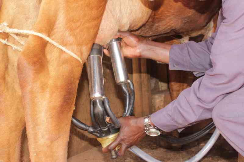 How to control Mastitis at the farm