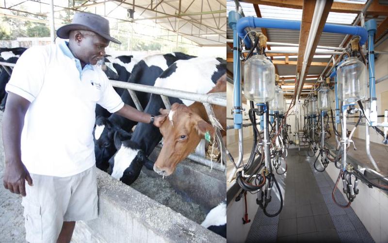 Omingo Magara: How I run my modern dairy unit to milk more profits