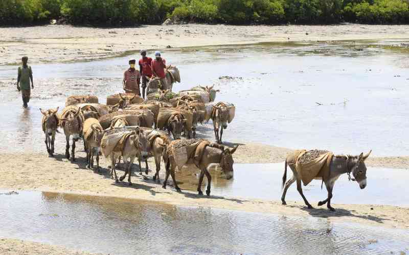 Africa risks losing its 'invisible workforce' as donkey population plummets