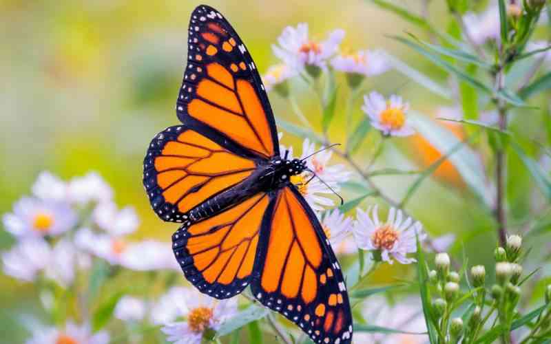 How butterfly farming is saving Taita Hills forests' rare species