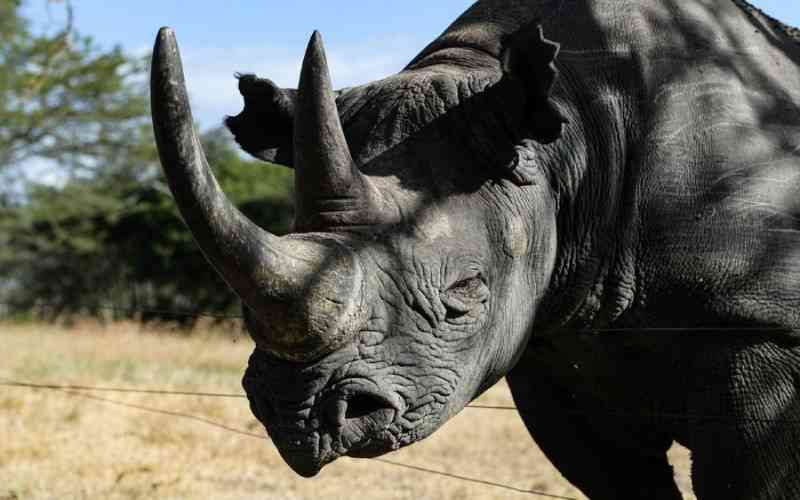 KWS undertakes rhino ear-notching exercise at Lewa, Borana conservancies