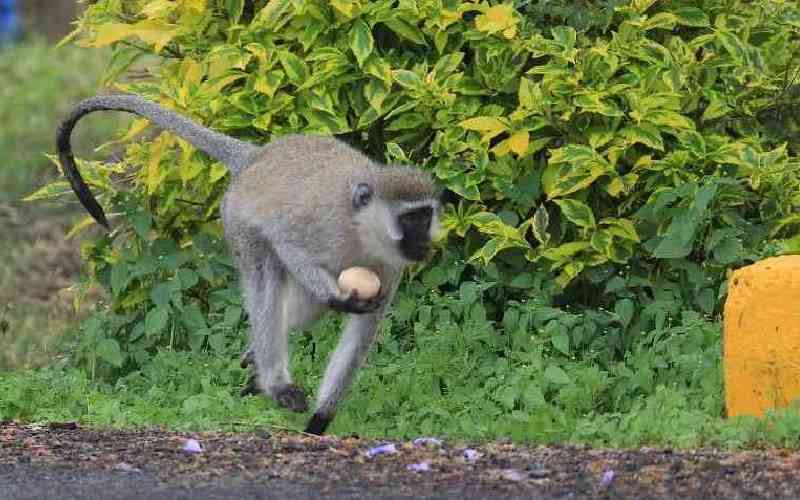 Farmers count losses as Climate Change drives monkeys into homes